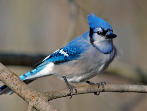 A list of the top ten backyard birds