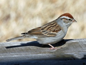 A list of the top ten backyard birds