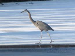A list of the top ten tips for walking on ice