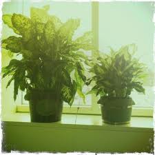 A list of the top ten ways to improve indoor air quality