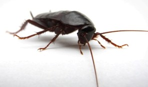 One of the best of pest protection for your home
