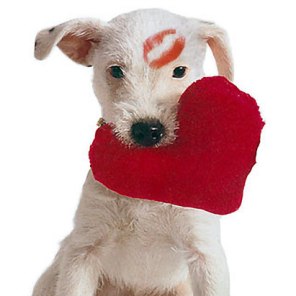 A list of the best of ways to love your pets