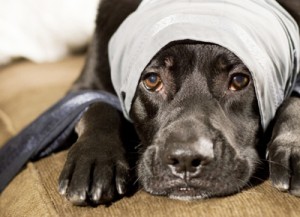 Top 10 signs of an abusive marriage hurting pets