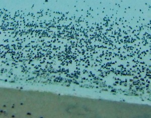 A list of the top ten tips for buying pool algaecide