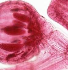 A list of the top ten tips for buying pool algaecide