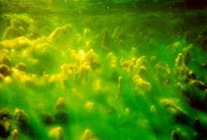 A list of the top ten tips for buying pool algaecide