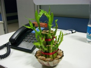 A list of the top ten pimp my cubicle ideas