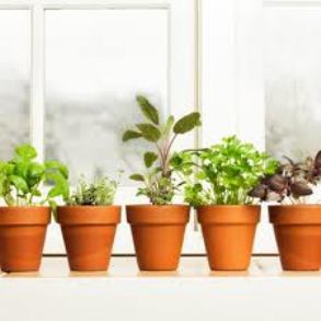 A list of the top ten plant finder tools online