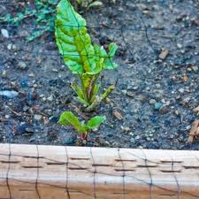  A list of the top ten plant finder tools online