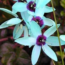  A list of the top ten plant finder tools online
