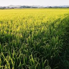  A list of the top ten plant finder tools online
