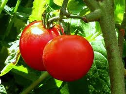  A list of the top ten plant finder tools online