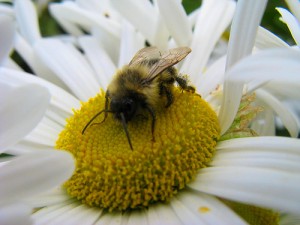 allergy relief