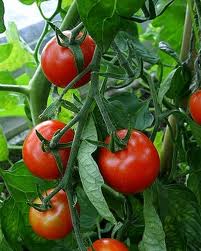 carrots and tomatoes