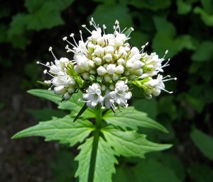 herbs