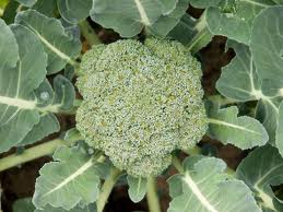 broccoli and dill