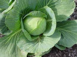 cabbage and onion