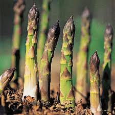 asparagus and parsley