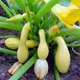 beans and squash