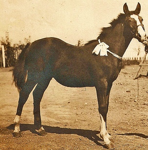 antique photographs