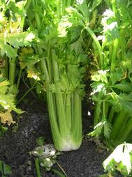 leeks and celery