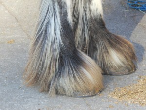 hoof care
