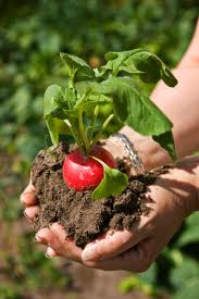 spinach and radish