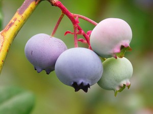 antioxidants for youthfulness