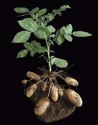 potato and horseradish