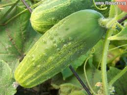 corn and cucumber