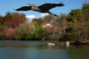 Top 10 places to live in Maryland Montgomery Village
