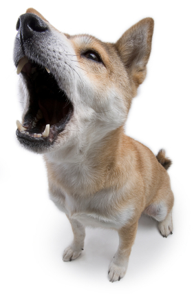 dog breath mints