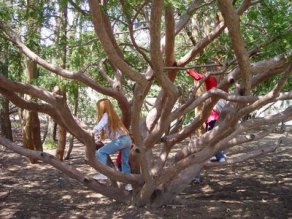 tree climbing tips
