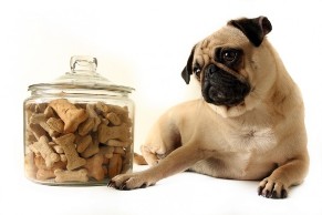 dog treat recipes
