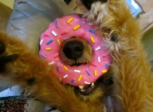 doggie donuts