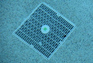 drain cover