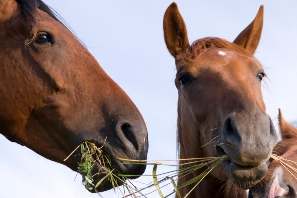 horse nutrition tips