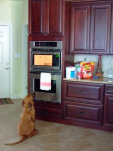 microwaved dog tidbits