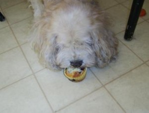 mutt muffins