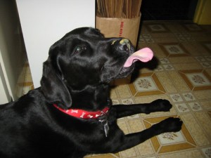 peanut butter treats
