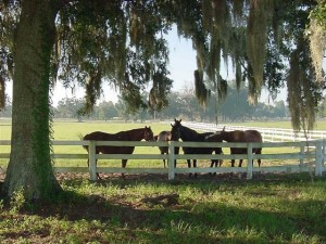 top 10 places to live in Florida Ocala