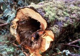 rot and bugs