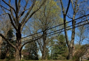 power lines