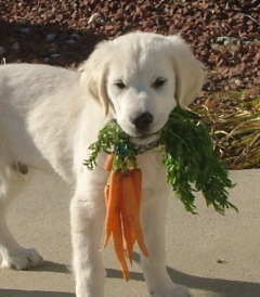 veggie treat