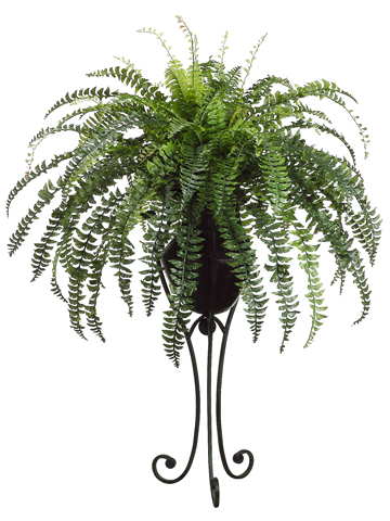 Fern in Planter