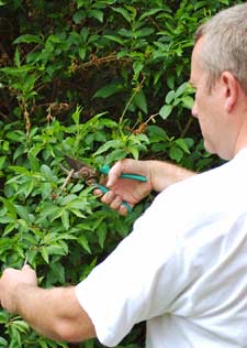 pruning