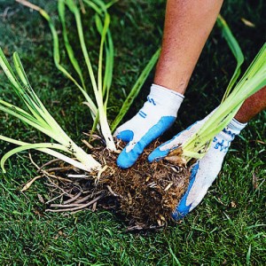 divide perennials