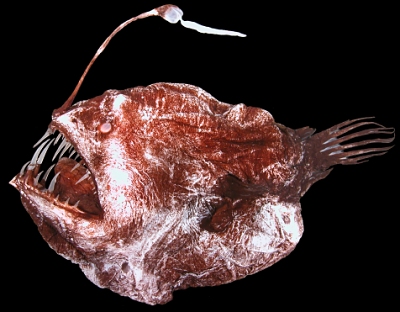 angler