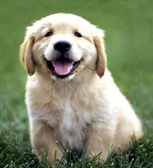 antidepressant