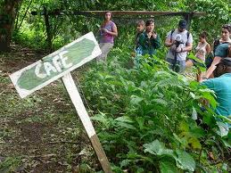 organic cafe feminino coffee